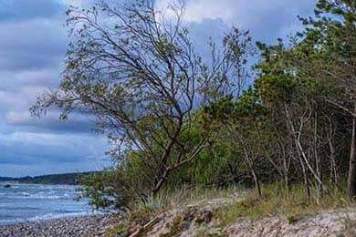 “Token”是什么意思？