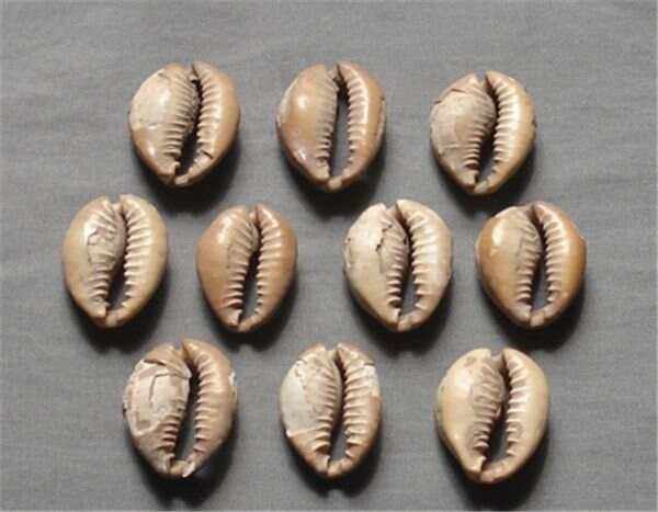 小贝壳虚拟币(小贝壳虚拟币每天涨一分) 小贝壳虚拟币(小贝壳虚拟币每天涨一分)